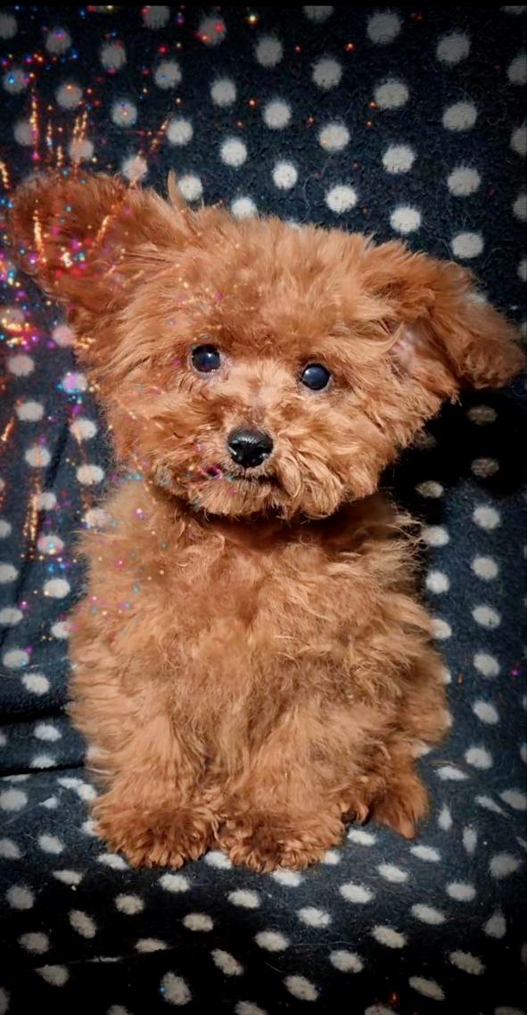 Larick Toy Poodle