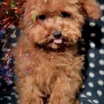 Larick-male-Toy-Poodle-puppy-for-sale-5