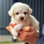 Lars-male-Maltipoo-puppy-for-sale-1