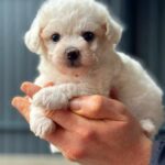 Lars-male-Maltipoo-puppy-for-sale-2