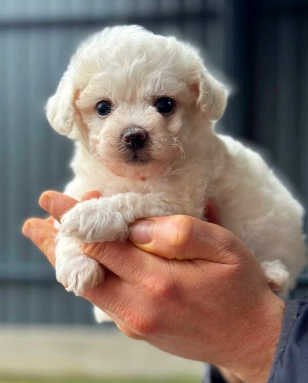 Lars Maltipoo