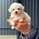 Lars-male-Maltipoo-puppy-for-sale-3