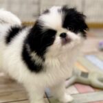 Laska-female-Chin-puppy-for-sale-1