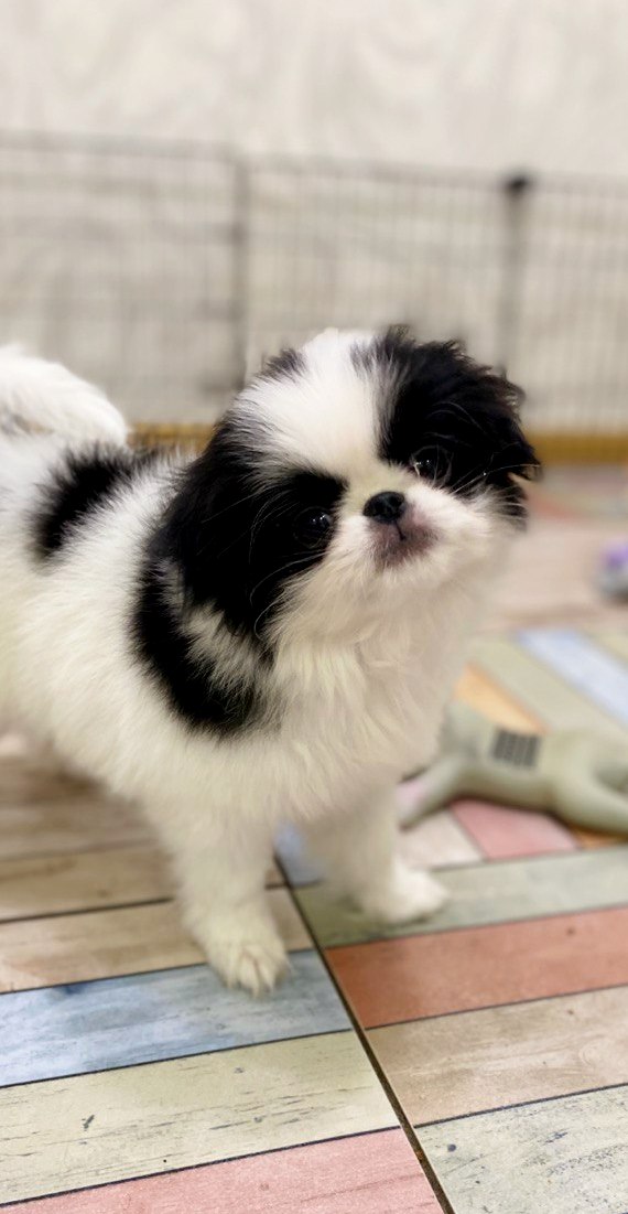 Laska Chin Laska Chin