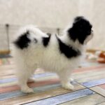 Laska-female-Chin-puppy-for-sale-2