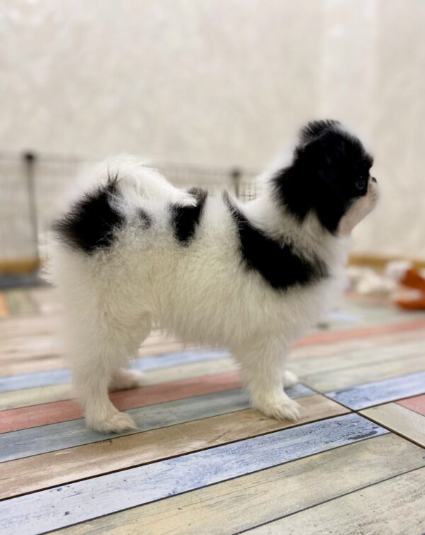 Laska Chin Laska Chin