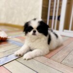 Laska-female-Chin-puppy-for-sale-3