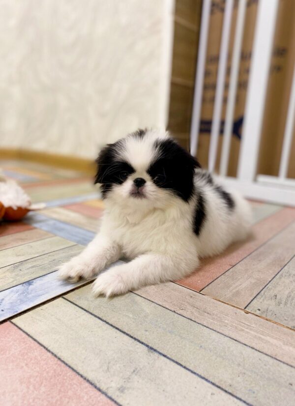 Laska Chin Laska Chin