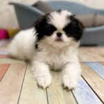 Laska-female-Chin-puppy-for-sale-4