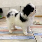 Laska-female-Chin-puppy-for-sale-5