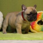 Laura-female-french-bulldog-puppy-for-sale-1 (1)