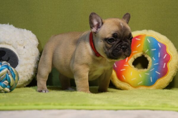 Laura French Bulldog Laura French Bulldog