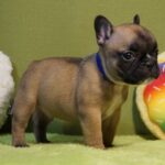 Laura-female-french-bulldog-puppy-for-sale-1 (2)