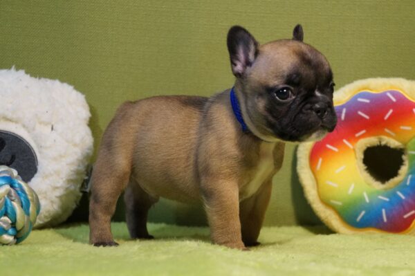 Laura French Bulldog Laura French Bulldog