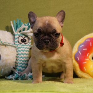 Laura French Bulldog Laura French Bulldog