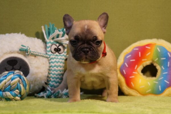 Laura French Bulldog Laura French Bulldog