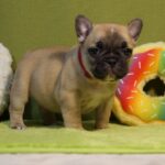 Laura-female-french-bulldog-puppy-for-sale-1 (4)