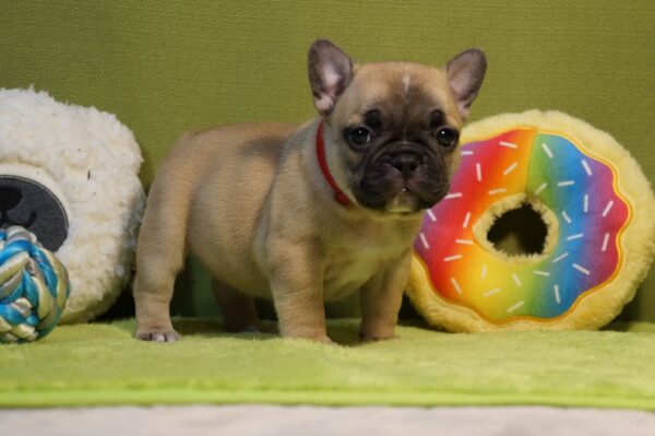 Laura French Bulldog Laura French Bulldog