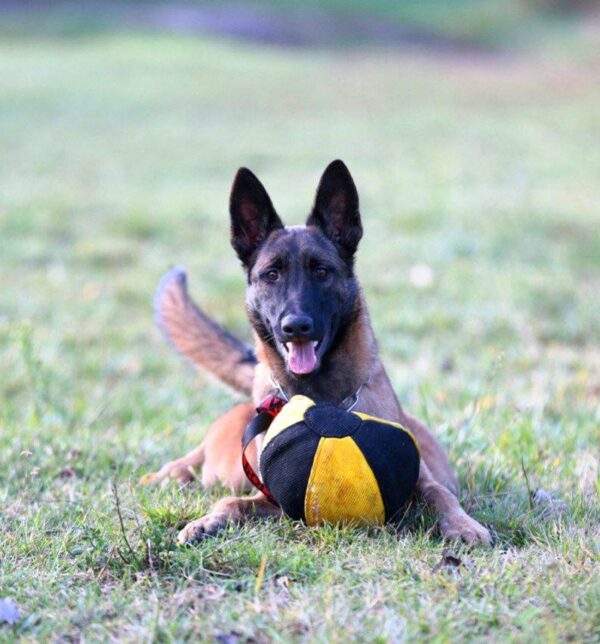 Legendar Malinois Legendar Malinois