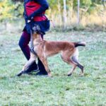 Legendar-male-Malinois-puppy-for-sale-2