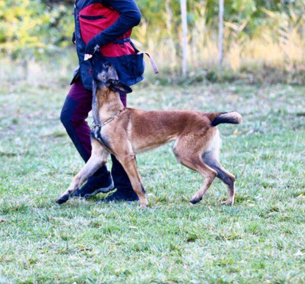 Legendar Malinois Legendar Malinois