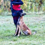Legendar-male-Malinois-puppy-for-sale-3