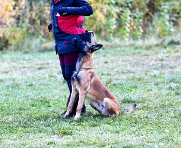 Legendar Malinois Legendar Malinois