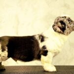 Lenny-male-Welsh-Corgi-puppy-for-sale-1