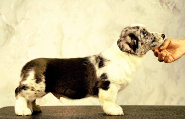 Lenny Welsh Corgi Lenny Welsh Corgi