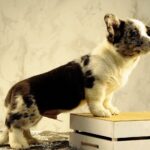 Lenny-male-Welsh-Corgi-puppy-for-sale-2