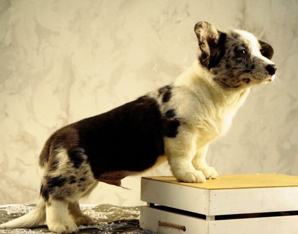 Lenny Welsh Corgi Lenny Welsh Corgi