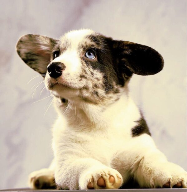 Lenny Welsh Corgi Lenny Welsh Corgi