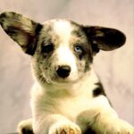 Lenny-male-Welsh-Corgi-puppy-for-sale-4