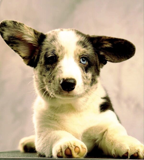 Lenny Welsh Corgi Lenny Welsh Corgi