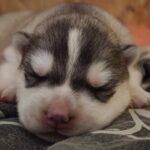 Leon-male-siberian-hasku-puppy-for-sale-1