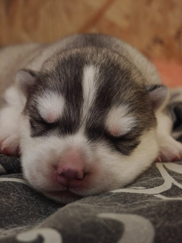 Leon Siberian Husky Leon Siberian Husky