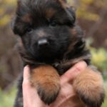 Liana-female-German-shepherd-puppy-for-sale-1 (1)