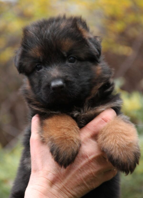 Liana German Shepherd