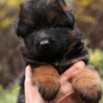 Lion German Shepherd