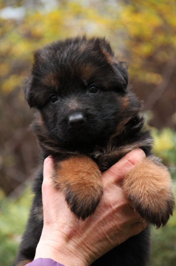 Liana German Shepherd