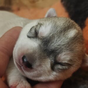 Lila Siberian Husky Lila Siberian Husky