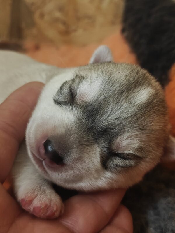 Lila Siberian Husky Lila Siberian Husky