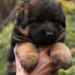 Lion-male-German-shepherd-puppy-for-sale-1 (1)