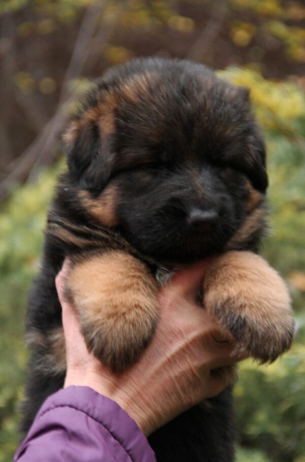 Lion German Shepherd