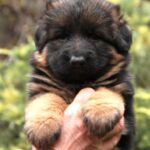 Lion-male-German-shepherd-puppy-for-sale-1 (2)