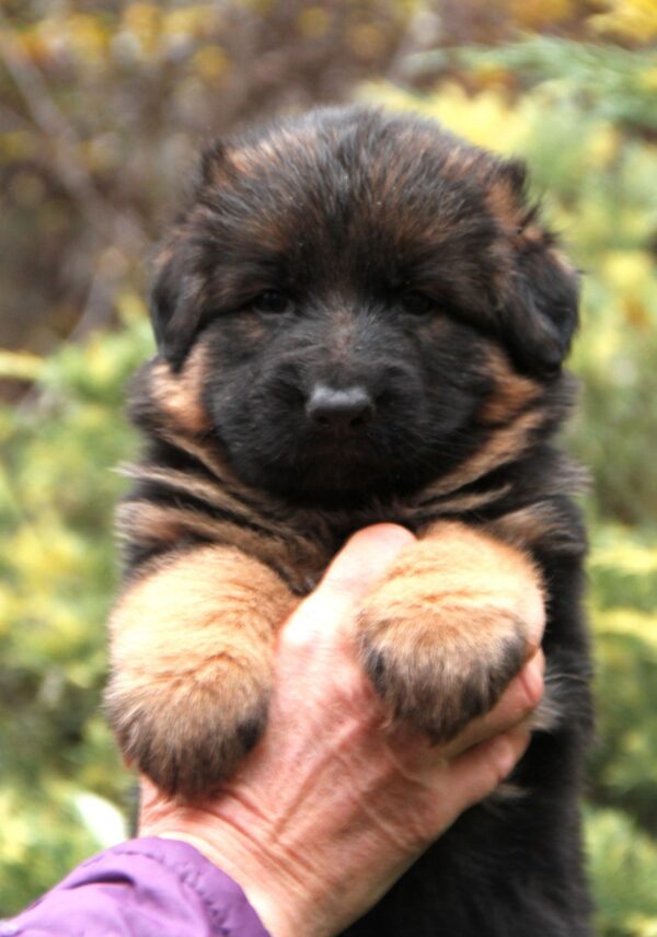 Lion German Shepherd