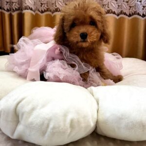 Liassa Toy Poodle Liassa Toy Poodle