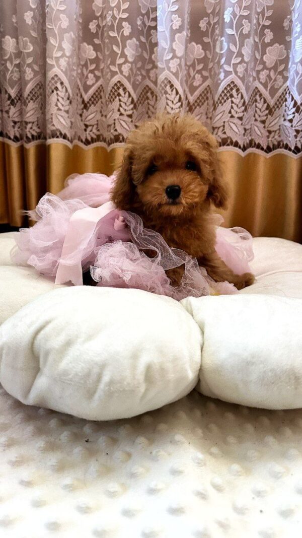 Liassa Toy Poodle Liassa Toy Poodle