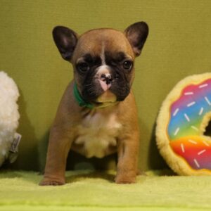 Lissa French Bulldog Lissa French Bulldog