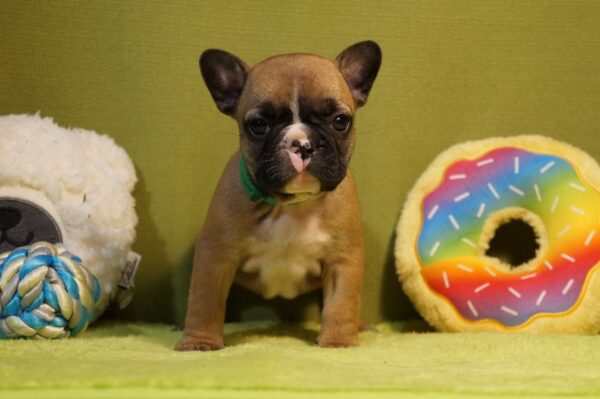 Lissa French Bulldog Lissa French Bulldog